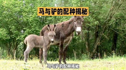 驴马配种视频播放,自然繁衍的罕见瞬间