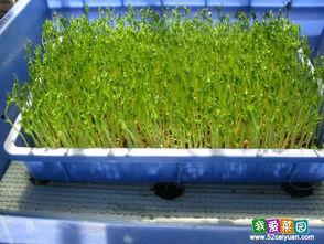 无土栽培豆苗的视频