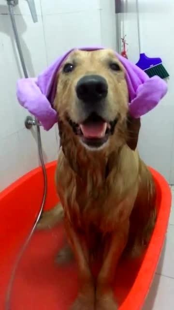 给狗狗洗澡视频,轻松掌握宠物清洁技巧