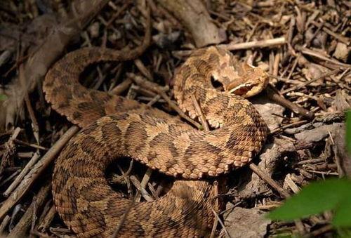 蝮蛇视频,近距离捕捉蝮蛇捕食瞬间