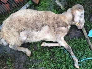 人和动物感人视频,人与动物感人互动瞬间集锦