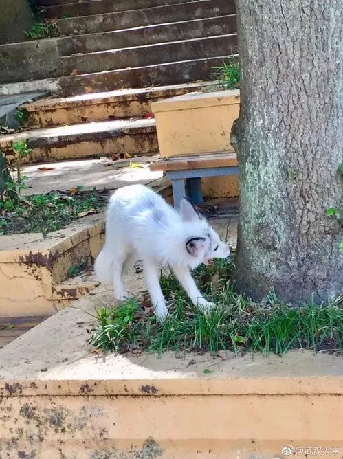 白狐狸视频,探寻神秘森林中的奇幻之旅