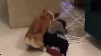 人和动物交配视频