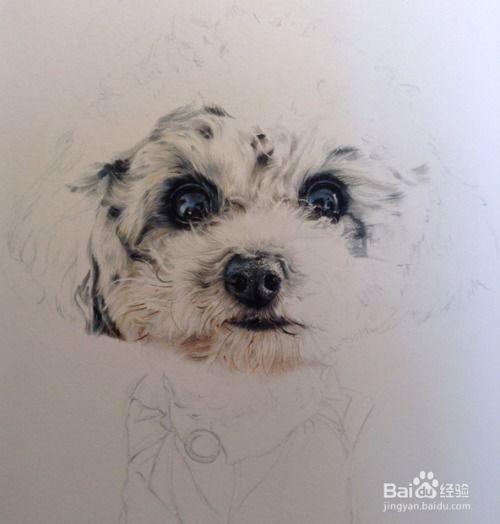 素描狗的视频,捕捉灵犬风采的绘画教程